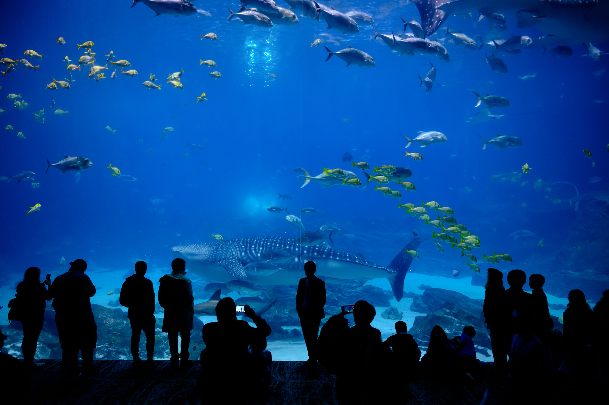 interior-ga-aquarium-FL.jpg